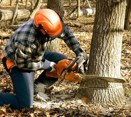 Tree Removal in Northfield Falls, VT